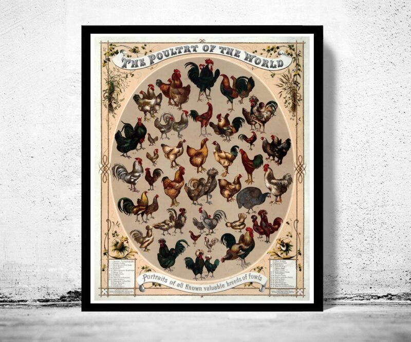 Vintage Poster The poultry of the world, 1868 | Vintage Poster Wall Art Print | | Map Gift | Anniversary gift | Housewarming Gift